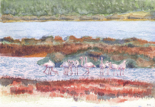 Bages salted lake Pink Flamingo