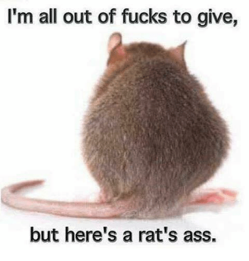 A Rat Meme by OfficialDaveMiller1 on DeviantArt