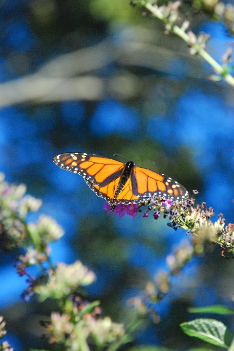 Butterfly