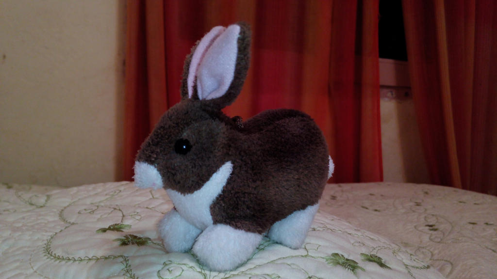 ozzy the rabbit ozzy the rabbit