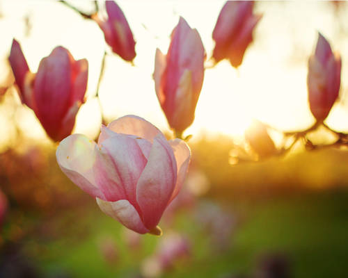 Magnolia Blooms in Sunset