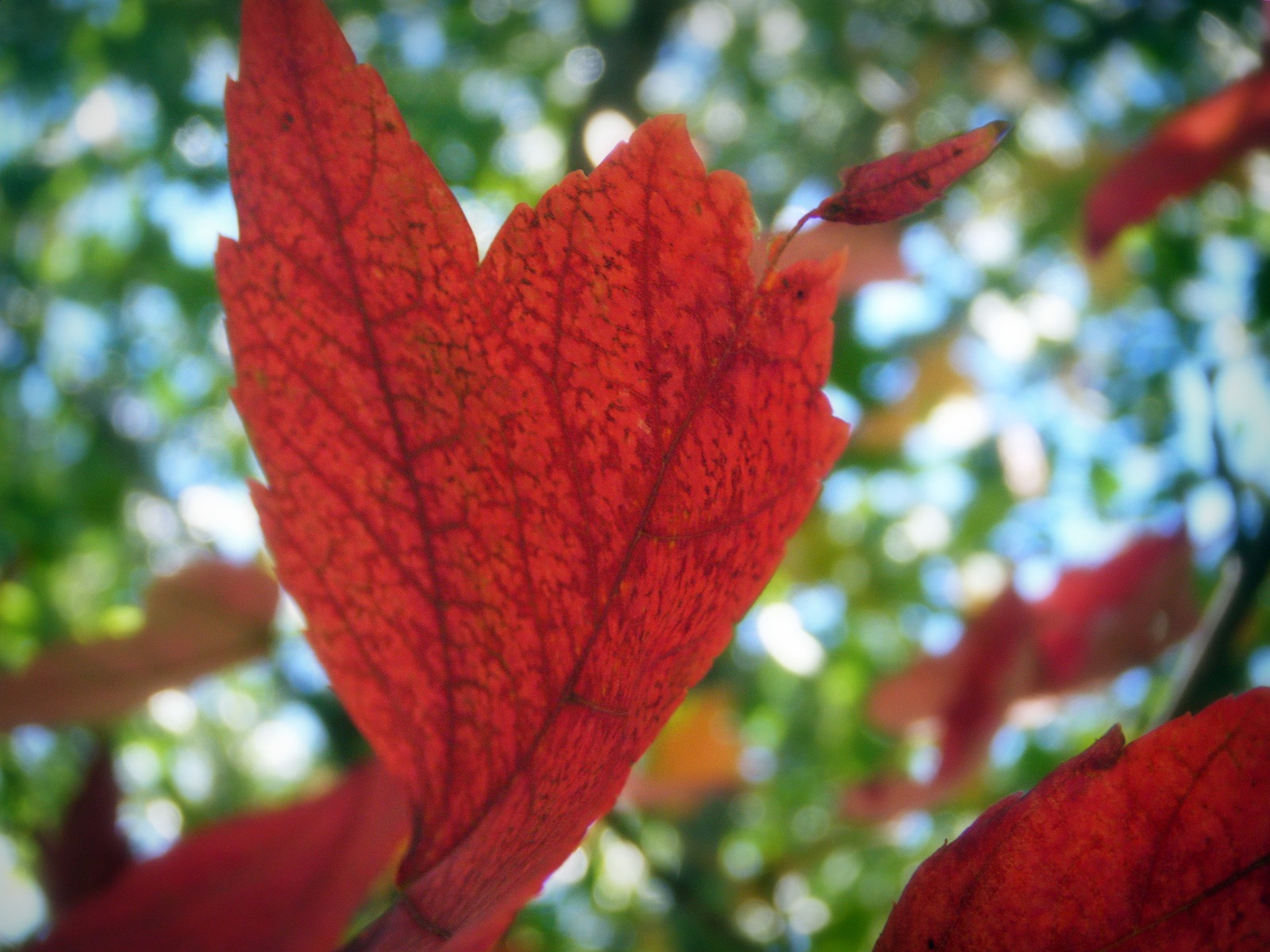 Flaming Red