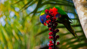 Rainbow Lorikeet