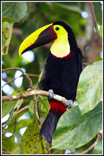 Wild Toucan 3