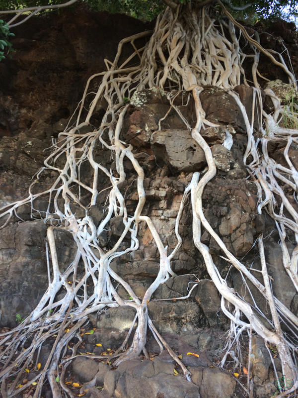 Doob Roots Roots by Huqstuff on DeviantArt