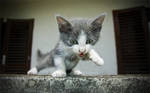 Kitty by Grofica