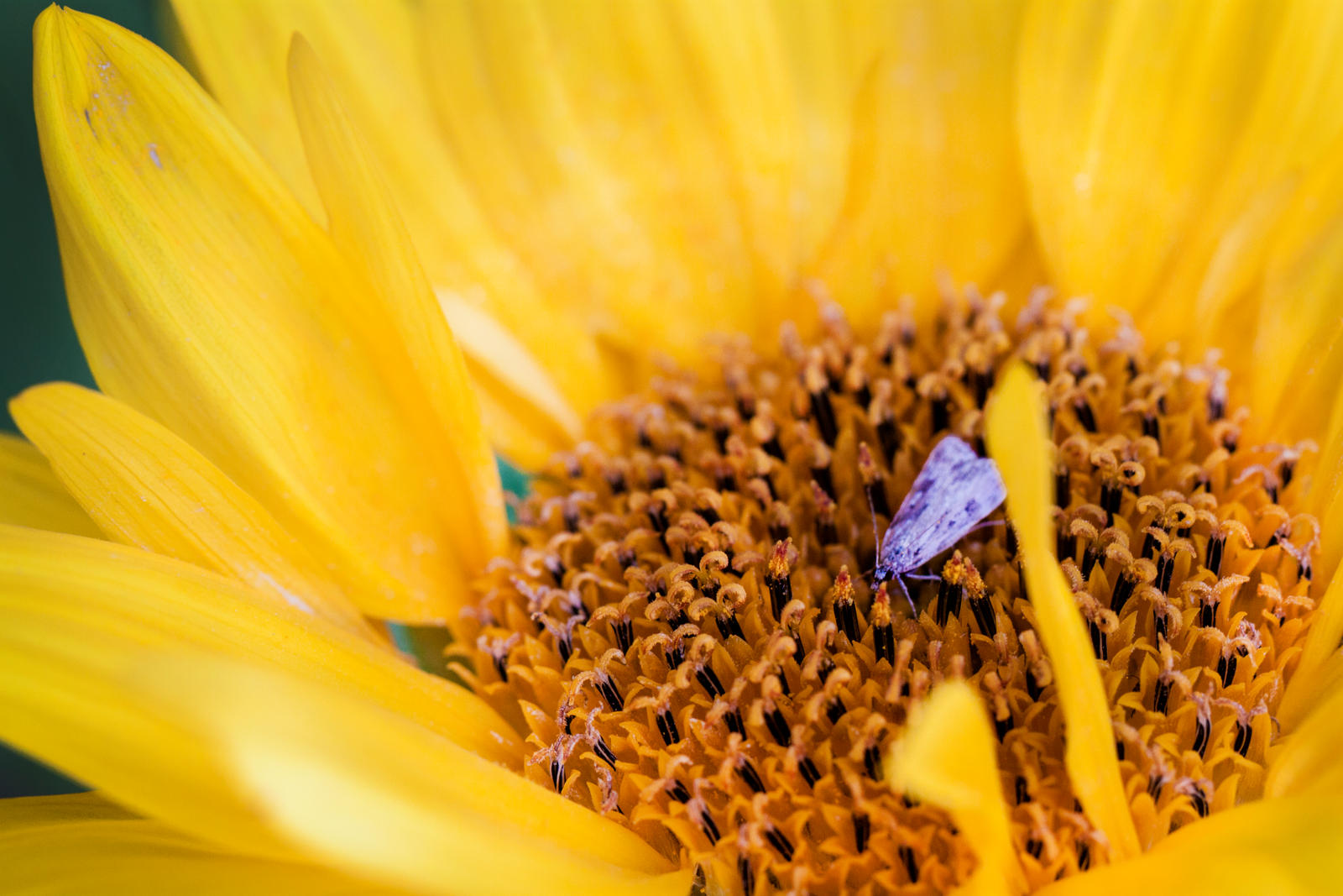 Sunflower Moth