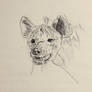 Hyena