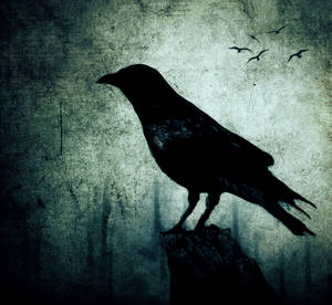 The Crow