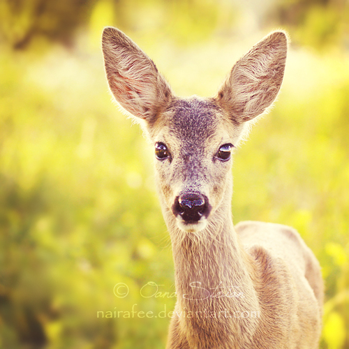 Deer