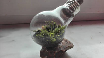 Lightbulb Terrarium