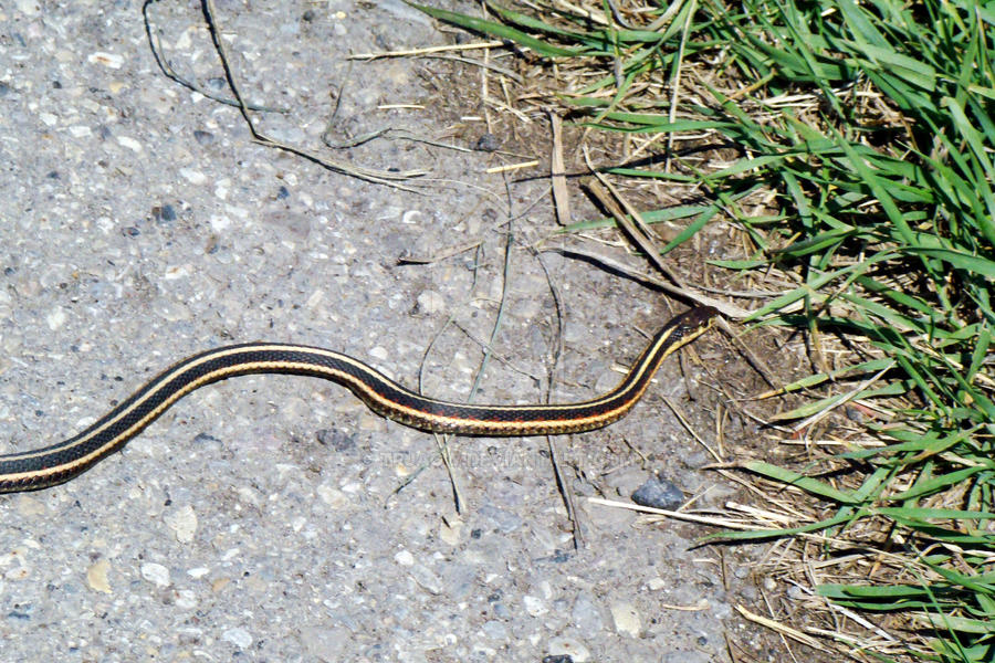 Red-sided Garter Snake