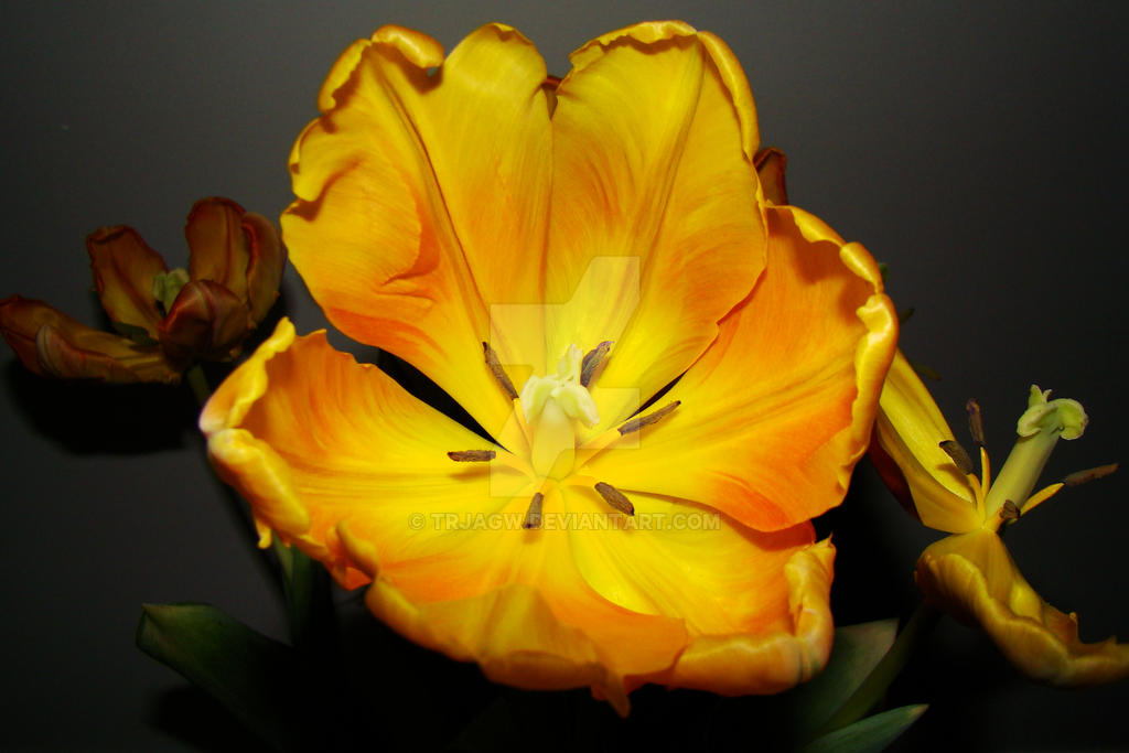 Parrot Tulip 4