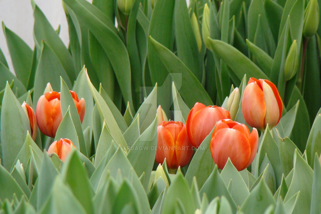 Tulips 2