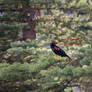 Tricolour Blackbird at Rest