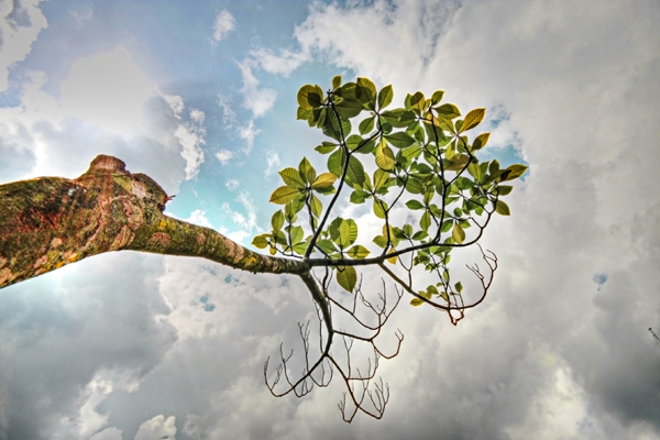 memory tree
