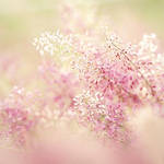 perfume by mohdfikree