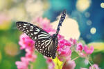adventure to felicidad by mohdfikree