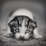 it's okay to cry