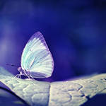 ultravioletfly by mohdfikree