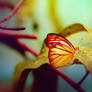 hot colors