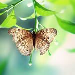 rain's tears by mohdfikree