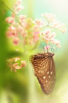 90 by mohdfikree 90 by mohdfikree