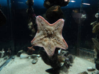 starfish