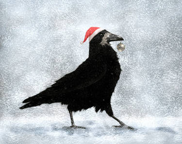 Christmas raven