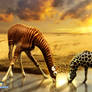 African Magic