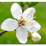 Flower and bud