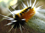 spikes by looking4myleopard