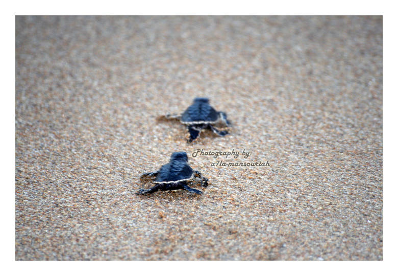 TurTles by a7la-mansouriah on DeviantArt
