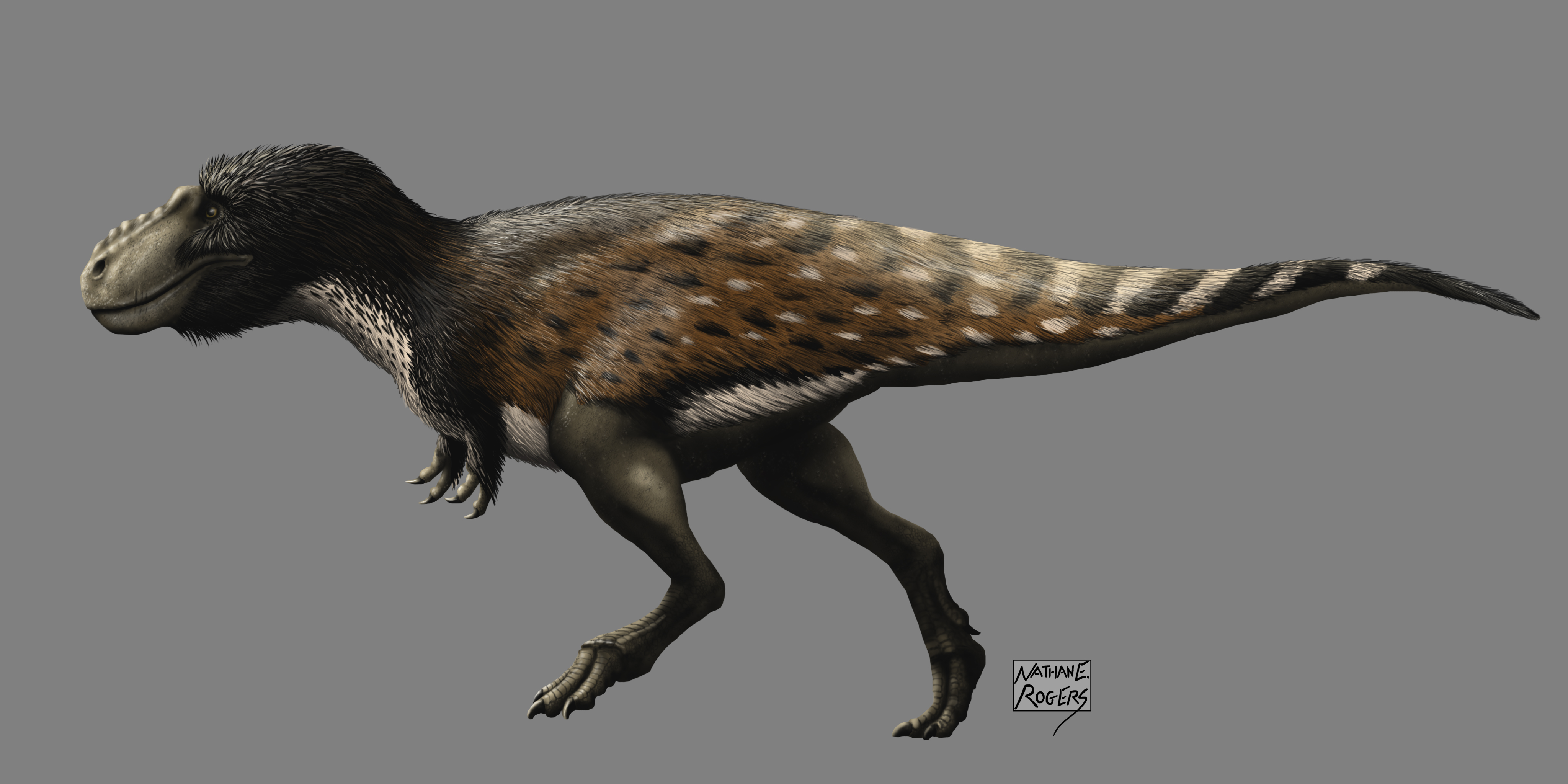 Labocania Labocania anomala by MicrocosmicEcology on DeviantArt