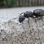 Close-up of a Carpenter Ant