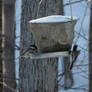 Feeding Chickadees