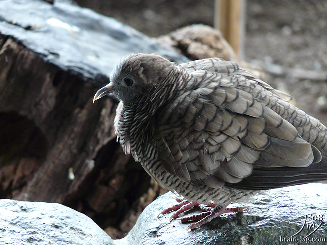 Zebra Dove