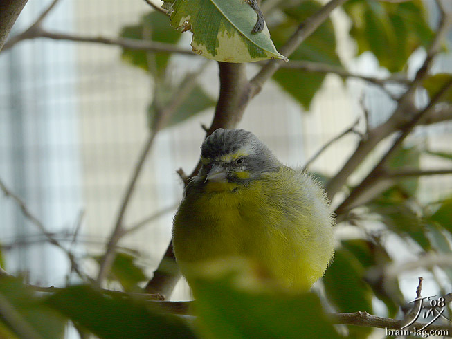 Green Singing Finch