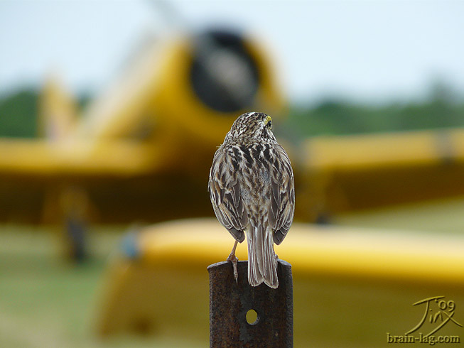 King of the Sky