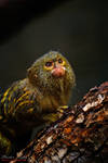 Pygmy Marmoset (Callithrix pygmaea) by studio-toffa