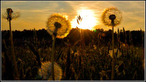 Dandelions