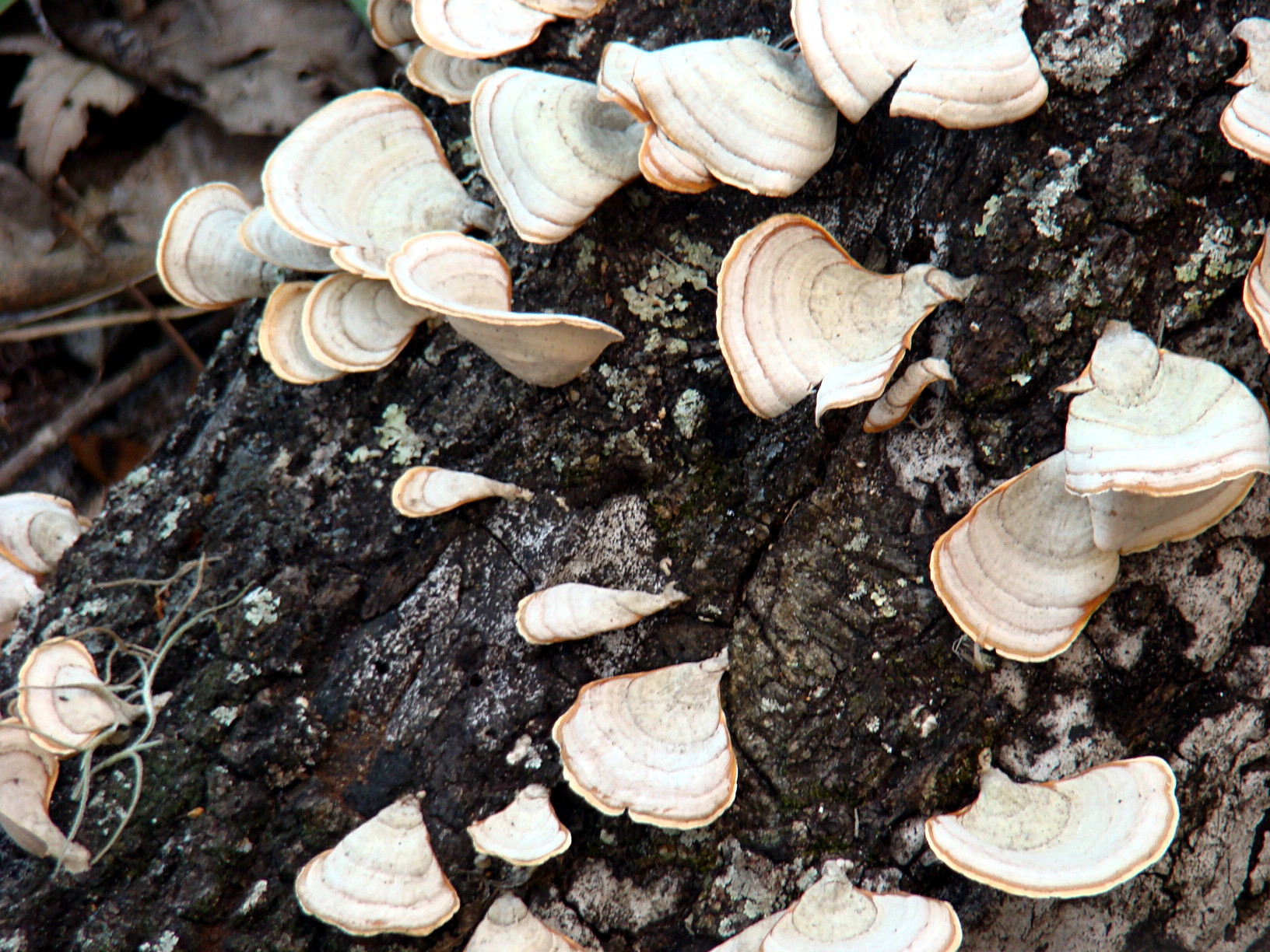 Scales on Wood, Jan 8 2008