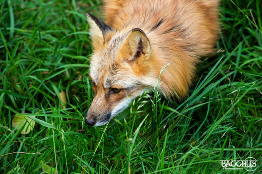 Fox