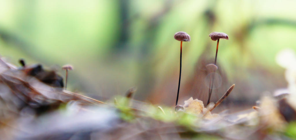 lanky family of mushrooms