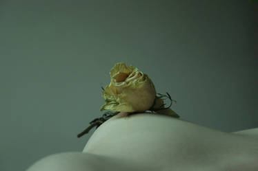 ... Rose of Yellow
