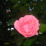 Pink Rose