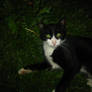 Black White Cat II