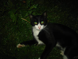 Black White Cat II