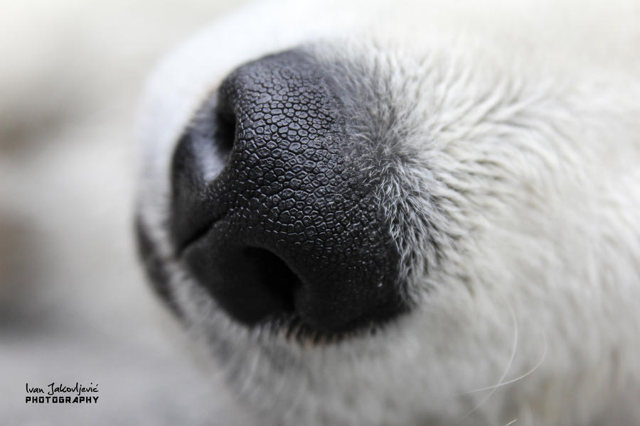 Closeup doggy