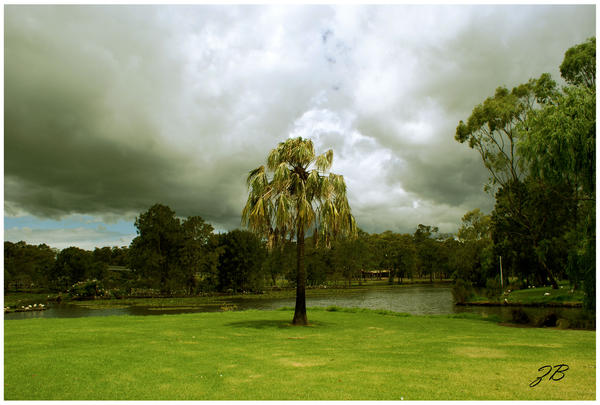 single palm in the park